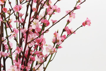 Obraz premium peach flowers