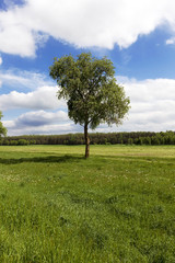 Fototapeta na wymiar tree in the field 