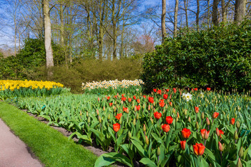 Keukenhof park in Netherlands. amazing floral park.  spring gard