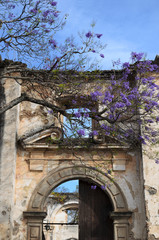 Blooming purple tree and medieval arch