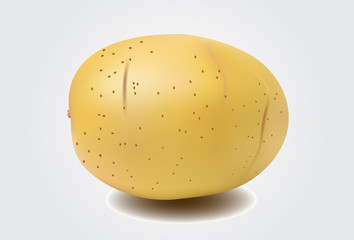 potato on white background