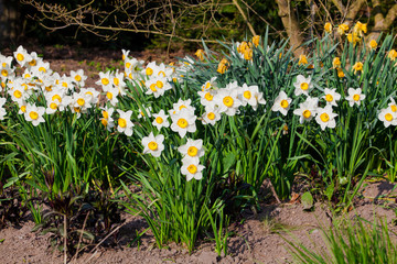 spring flowers.  Yellow Narcissus flowers in the garden