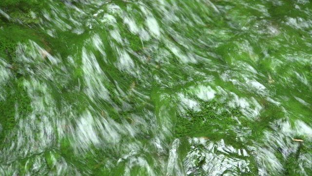 小川の流れ　清らかな清流の流れ