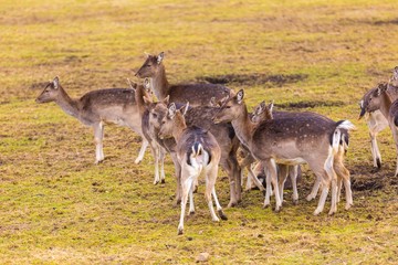 Fallow-deers flock