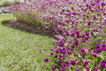 Globe Amaranth, Bachelor Button in the garden