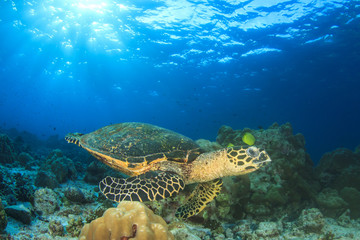 Hawksbill Sea Turtle feeding on coral reef underwater 