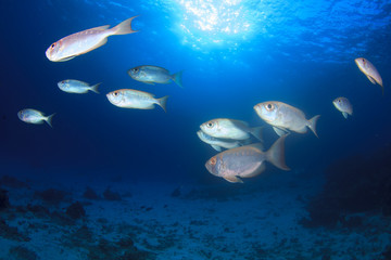 Fototapeta na wymiar Fish school (Crecent-tailed Bigeyes) on underwater reef 