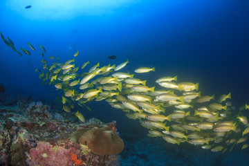 Goatfish and snappers on coral reef with scuba divers