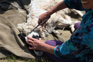 sheep shearing © mondkuckuck