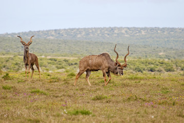 Naklejka na ściany i meble A magnificent kudu bull in the Kalahari