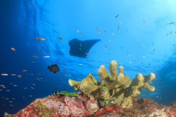 Fototapeta premium Manta ray swimming over coral reef 