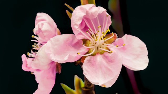 Peach flower cut out timelapse / Isolated timelapse of an peach flower growing, encoded with photo png, transparent background