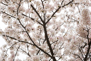 Sakura (Cherry Blossom) at Ho Park, Nagahama Castle - Nagahama,