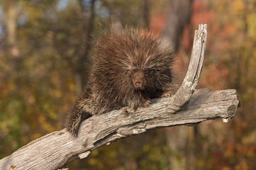 Porcupine (Erethizon dorsatum) Looks Down from Branch