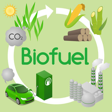  Biofuel life cycle, Biomass ethanol from corn, sugarcane, wood, diagram illustration