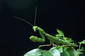 Spotted Praying Mantis from South India