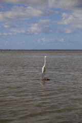 quiet white heron on water