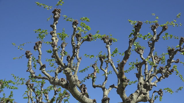 Pollarded tree in Spring in France