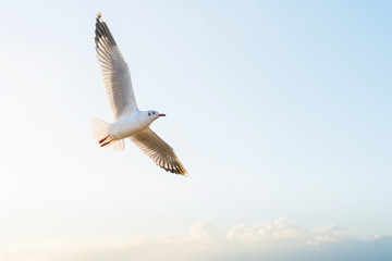 Soft focus seagull flying on the sky