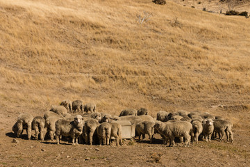 merino sheep on grassy slope