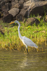 quiet white heron on water