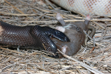 An Australian black headed python, Aspidites melanocephalus, eating a black rat, Rattus rattus