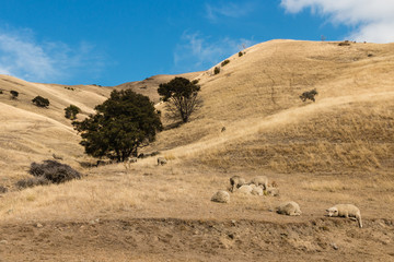 merino sheep resting on dry hill