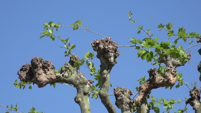 Close up, pollarded tree in Spring in France