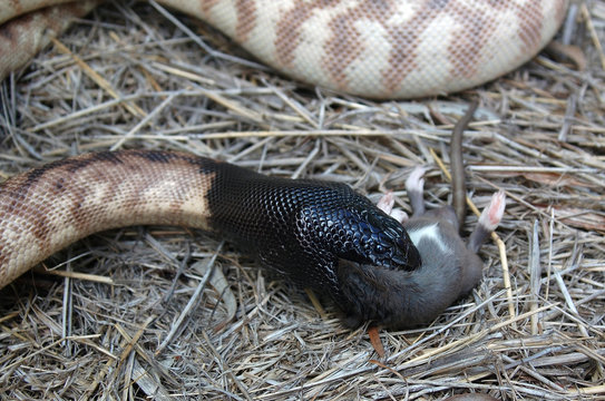 An Australian black headed python, Aspidites melanocephalus, eating a black rat, Rattus rattus