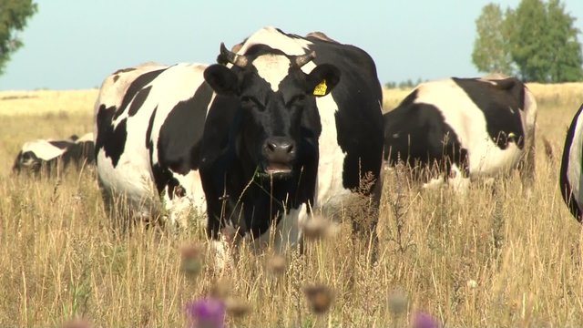 cows graze in the field