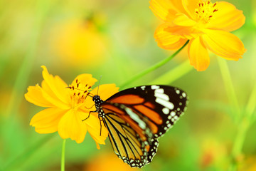 butterfly fly in morning nature