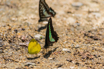Butterfly in Thailand's National Park.