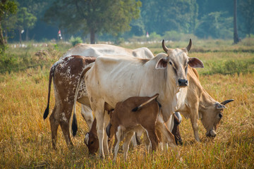 Obraz premium Calf suckling cows in pasture