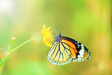 Fototapeta na wymiar butterfly fly in morning nature