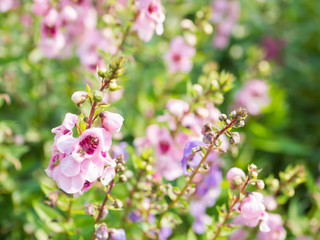 Fototapeta premium Closeup of beautiful purple, pink, and white flower ( Angelonia