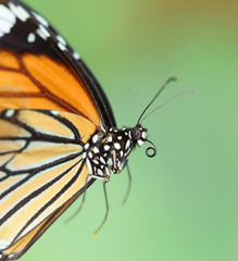 butterfly fly in morning nature