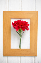 Red Carnation flower in  wooden frame