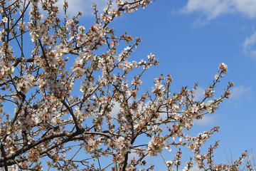 Almond flower tree