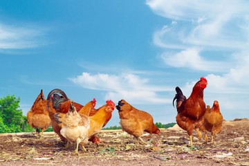 farm yard chickens