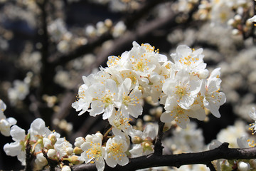 Plum flower tree
