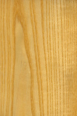 timber grain of European Ash, Fraxinus excelsior