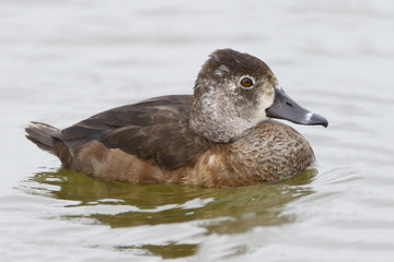 Female Ring-necked Duck Swimming in a Florida Lake