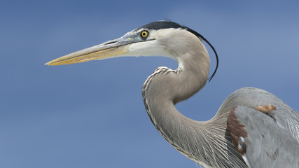 Closeup of a Great Blue Heron