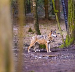 Gray wolf in forest