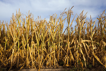yellowing corn field  