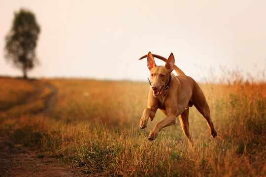 dog breed Pharaoh hound running