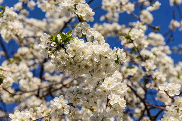 branches of the cherry blossoms