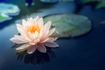 Deurstickers Lotusbloem Een mooie roze waterlelie of lotusbloem in vijver
