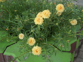Common Purslane potted brown brick green switch.