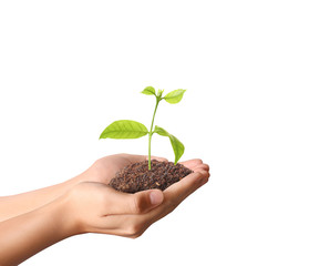 plant growing  in hand